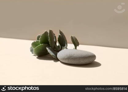 Minimal modern product display on textured beige background with succulent, toned. Minimal product display