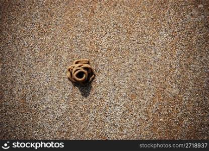 minimal photo of a rock worm on a beach