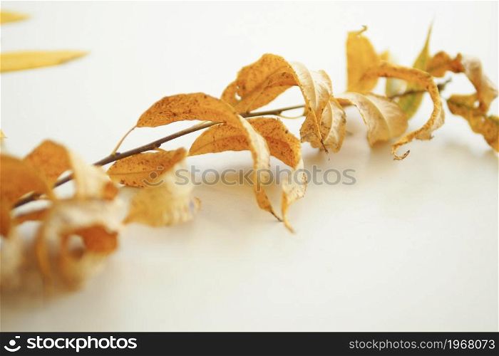 minimalistic autumn concept. willow branch with yellow dry autumn leaves. copy space.