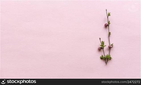 Minimalistic branches with≤aves and berries on a lightπnk color background with pastel texture. Simp≤flat lay with©space. Floral concept. Stock photography.. Minimalistic branches with≤aves and berries on a lightπnk color background with pastel texture. Simp≤flat lay with©space. Floral concept. Stock photo.