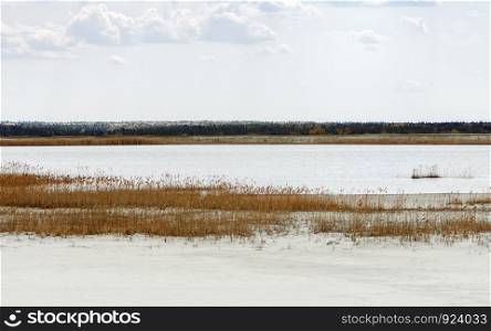 Minimalistic light landscape - reed along the lake among white sand under a clear sky. Quarry for the development of quartz sand, Moscow region, Russia. Selective focus, pastel colors.