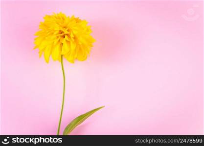 Minimalistic summer concept. Yellow flower on a pink background. Greeting card with place for text.. Minimalistic summer concept. Yellow flower on pink background. Greeting card with place for text.