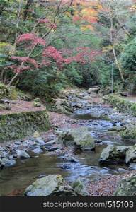 Minoo or Minoh park in autumn, Osaka, Japan. One of Japan?s oldest national parks.