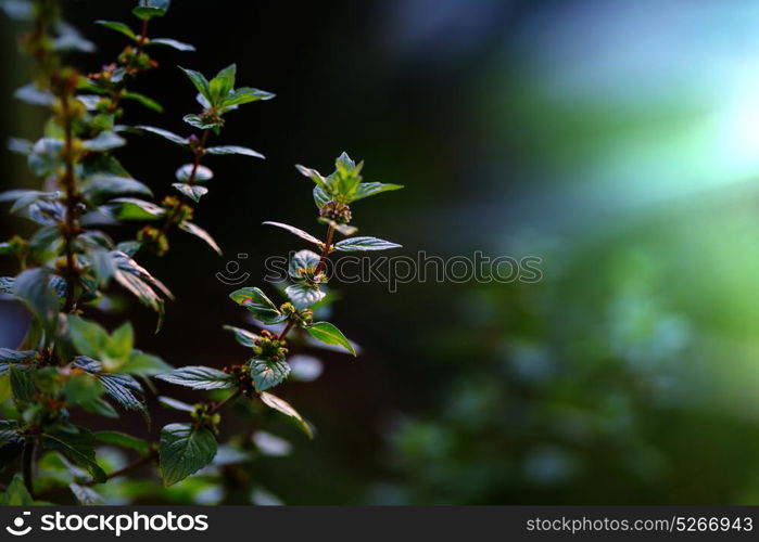 mint flowers