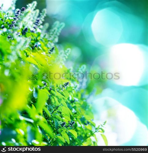 mint flowers