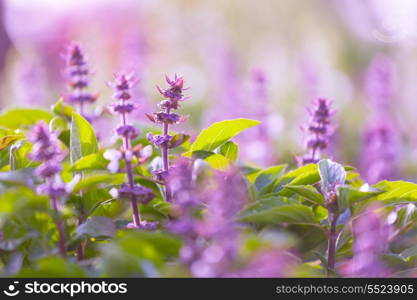 mint flowers