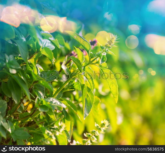 mint flowers