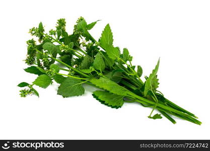 Mint Flowers on White Background Natural Photo. Mint Flowers on White Background