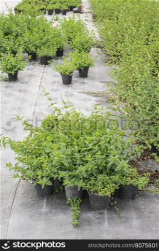 Mint in pots in spices farm
