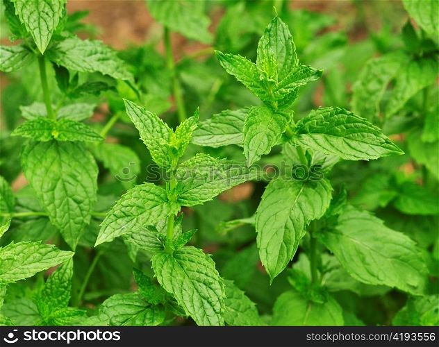 mint in the garden , close up