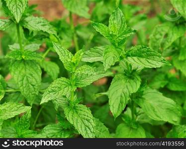 mint in the garden , close up