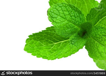 mint isolated on white background