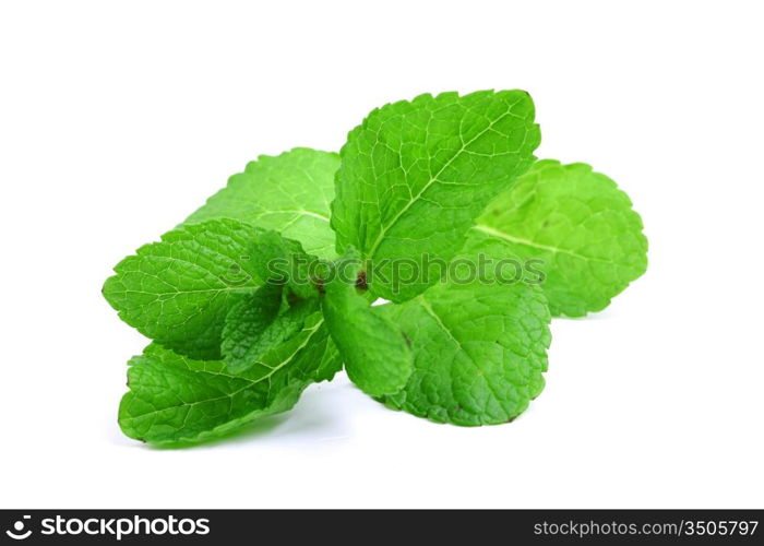 mint isolated on white background