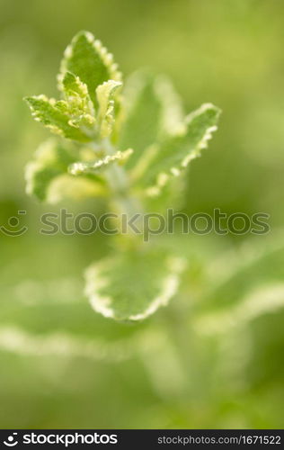 Mint leaves