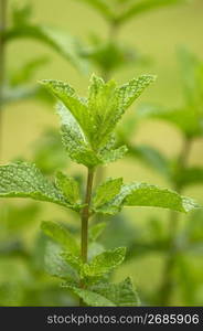 Mint leaves