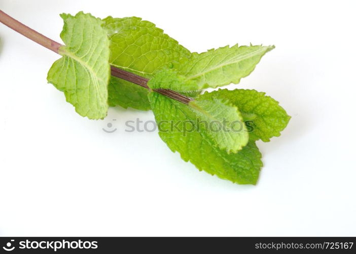 Mint leaves