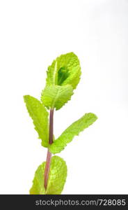 Mint leaves