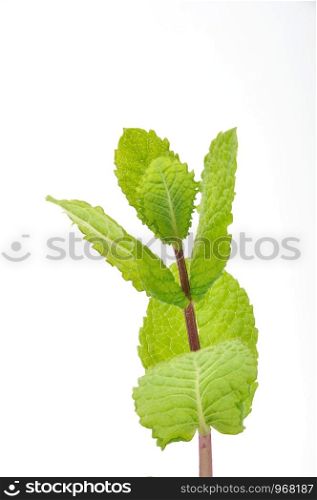 Mint leaves