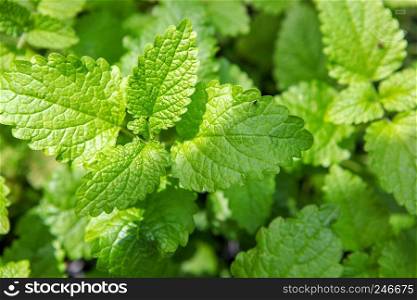 Mint Leaves Background