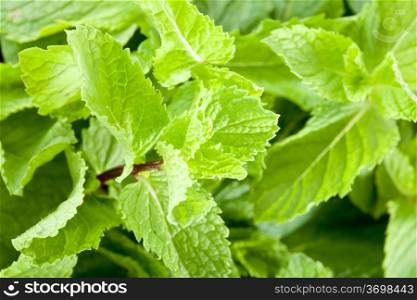 Mint leaves close up. Picture of freshness, youth and brightness, and taste