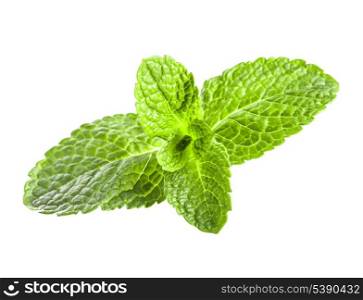 Mint leaves closeup isolated on white