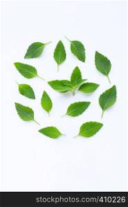 Mint leaves on white background.