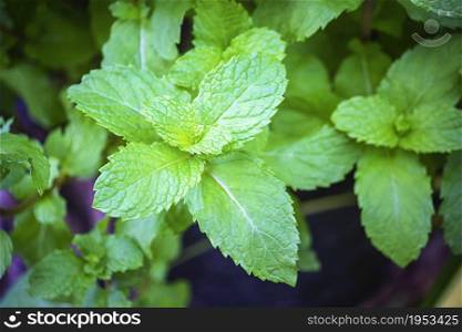 Mint leaves, peppermint leaves of mint on green background, Closeup of fresh mints leaves texture or abstract background, Green fresh mint , selective focus
