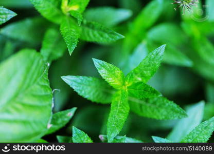 Mint. mint flowers