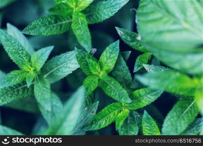 Mint. mint flowers
