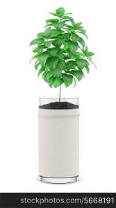mint plant in pot isolated on white background