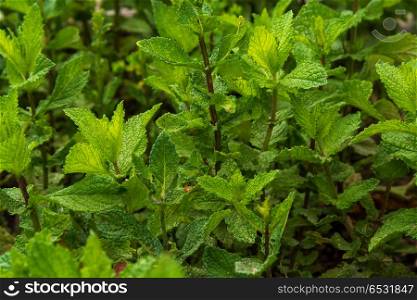 Mint plant . Mint plant , comun name Mint, scientific name Mentha Spicata L.