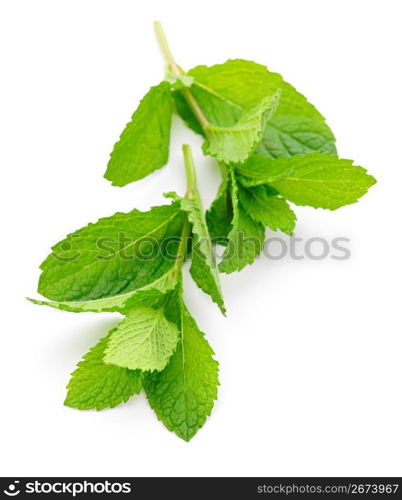 Mint sprigs