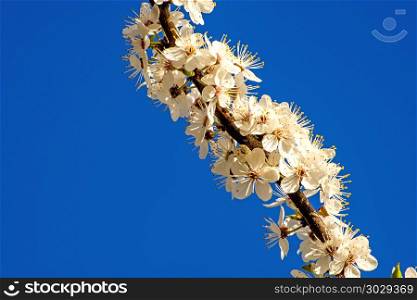 mirabelle blossom on a blue sky
