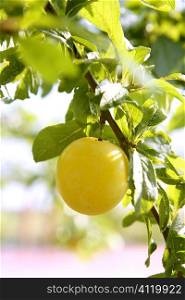 Mirabelle yellow plum fruit in its tree