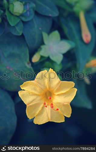 Mirabilis jalapa (the four o&rsquo;clock flower or marvel of Peru) is the most commonly grown ornamental species of Mirabilis, and is available in a range of colours.