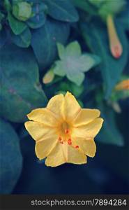 Mirabilis jalapa (the four o&rsquo;clock flower or marvel of Peru) is the most commonly grown ornamental species of Mirabilis, and is available in a range of colours.