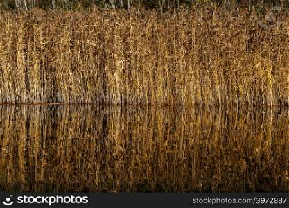 Mirror reflection of withered grass in the water of the river. Autumn in Latvia. Autumn landscape with yellow grass and river. Reflection in river.