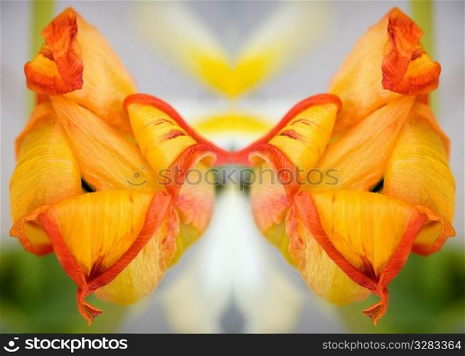 Mirrored composition of orange and yellow dried tulip.