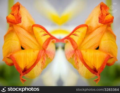 Mirrored composition of orange and yellow dried tulip.