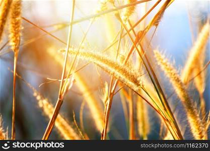 Mission grass flower or Pennisetum pedicellatum grass dry on meadow sunset , Gramineae Poaceae