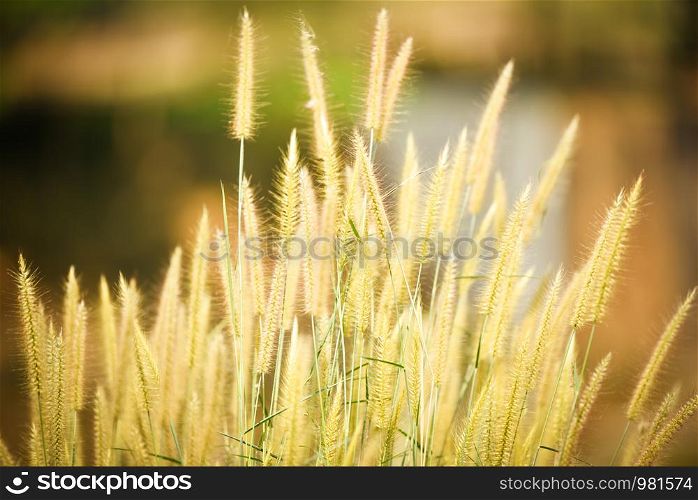 Mission grass flower or Pennisetum pedicellatum grass meadow sunset in the garden / desho , Gramineae Poaceae