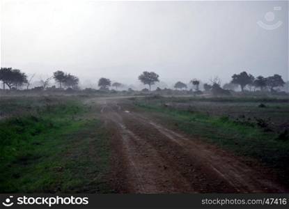 Mist after a thunderstorm on the savanna of a Tanzanian park