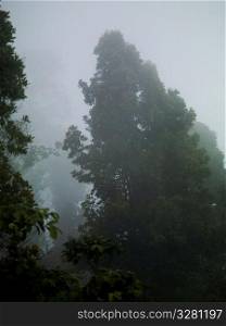Mist and treetops in Bali