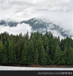 Mist Covering The Pine Trees On A Mountains