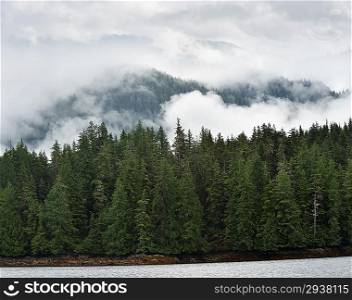 Mist Covering The Pine Trees On A Mountains