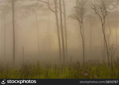 Mist in forest