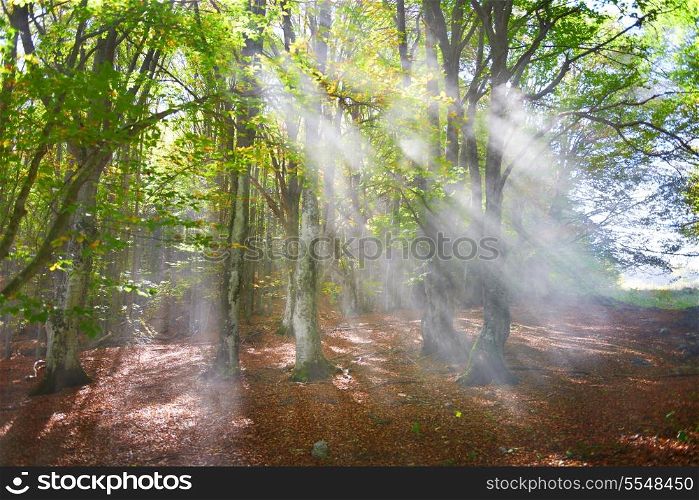 Mist in the autumn forest. Trees with green and yellow leaves
