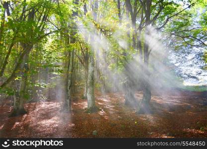 Mist in the autumn forest. Trees with green and yellow leaves