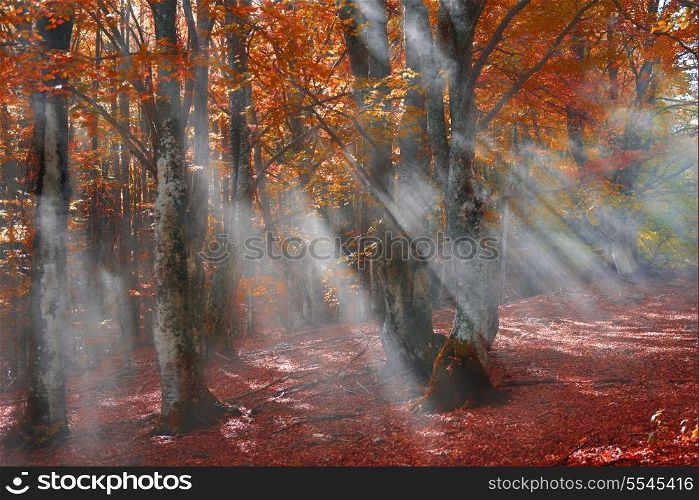 Mist in the autumn forest. Trees with red and yellow leaves