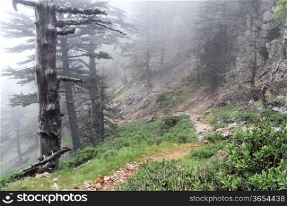 Mist in the forest on the Lycian way near Tahtali, Turkey